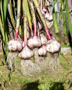 Garlic